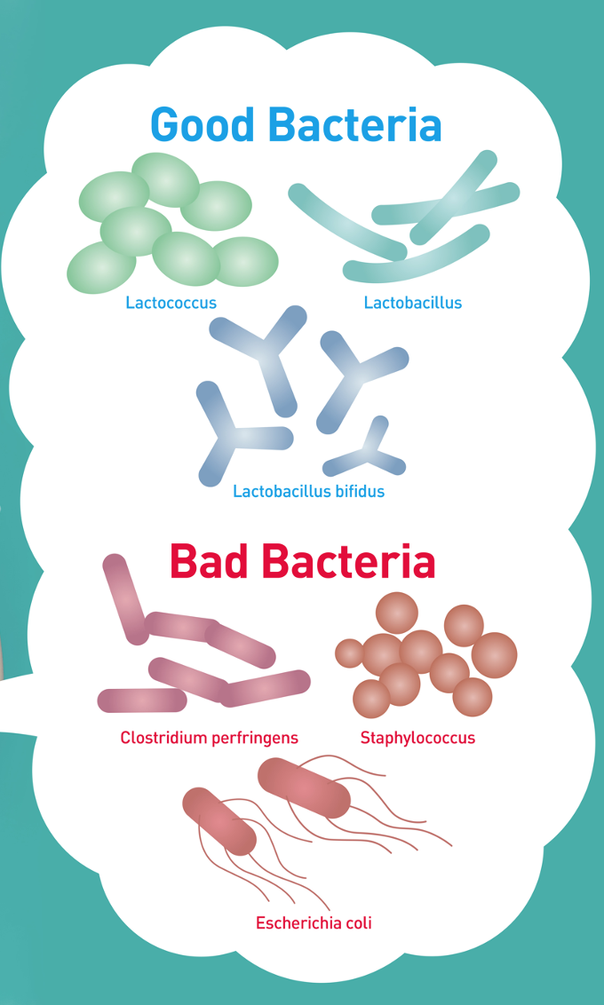 Microbiote et alimentation