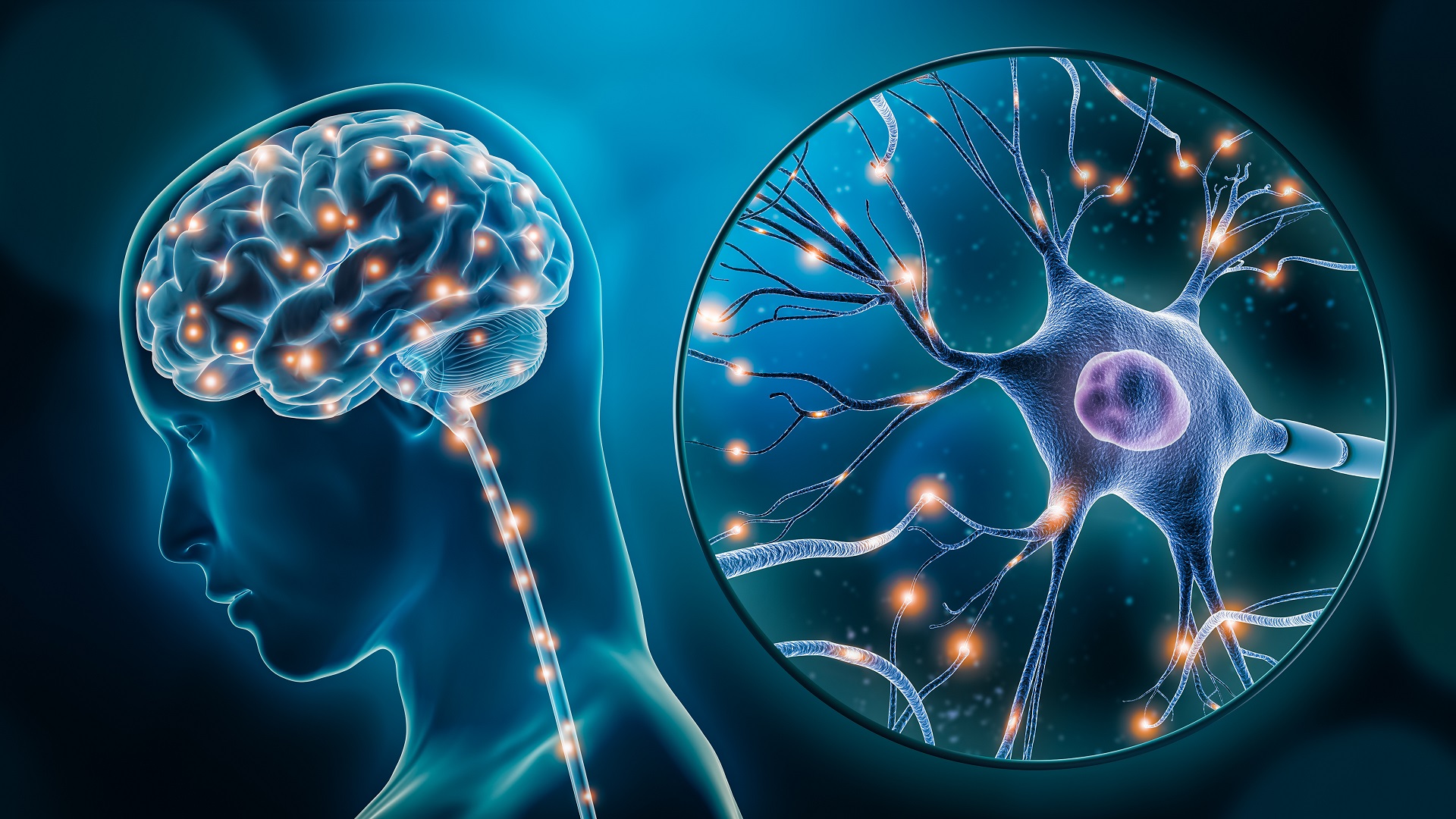 L’axe intestin/cerveau : des autoroutes de neurones